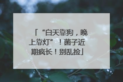 “白天靠狗，晚上靠灯”！菌子近期疯长！别乱捡