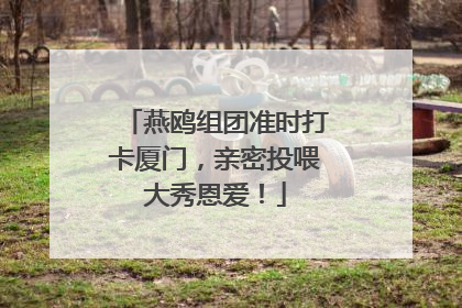 燕鸥组团准时打卡厦门，亲密投喂大秀恩爱！