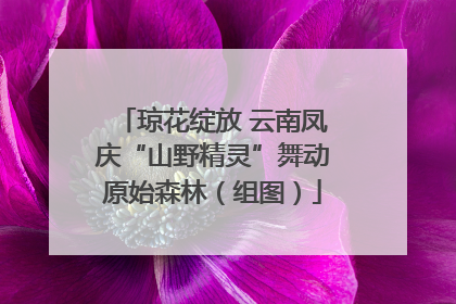 琼花绽放 云南凤庆“山野精灵”舞动原始森林（组图）