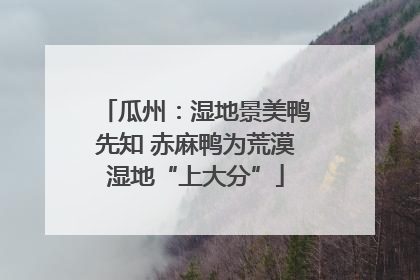 瓜州：湿地景美鸭先知 赤麻鸭为荒漠湿地“上大分”