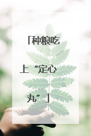 种粮吃上“定心丸”