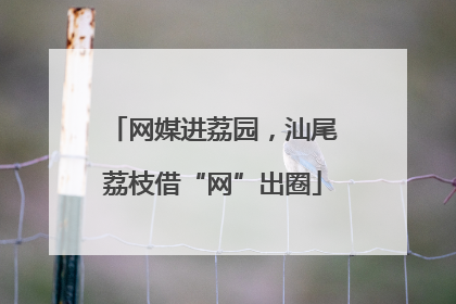 网媒进荔园，汕尾荔枝借“网”出圈