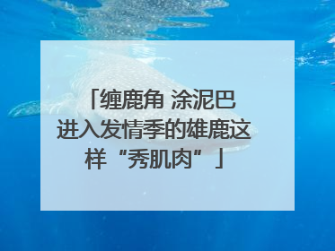 缠鹿角 涂泥巴 进入发情季的雄鹿这样“秀肌肉”