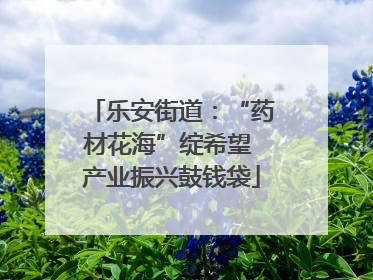 乐安街道：“药材花海”绽希望 产业振兴鼓钱袋