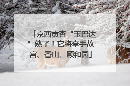 京西贡杏“玉巴达”熟了！它将牵手故宫、香山、颐和园