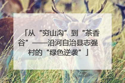 从“穷山沟”到“茶香谷”——沿河自治县志强村的“绿色逆袭”