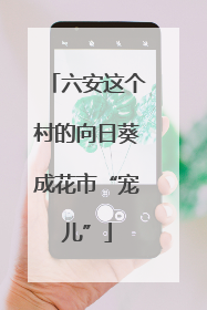 六安这个村的向日葵成花市“宠儿”