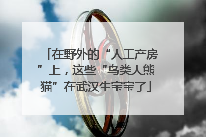 在野外的“人工产房”上，这些“鸟类大熊猫”在武汉生宝宝了