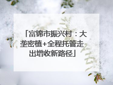 富锦市振兴村：大垄密植+全程托管走出增收新路径