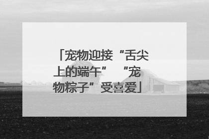 宠物迎接“舌尖上的端午” “宠物粽子”受喜爱