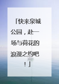 快来泉城公园，赴一场与荷花的浪漫之约吧！