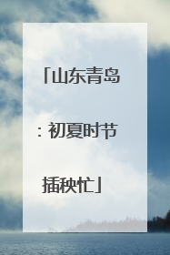 山东青岛：初夏时节插秧忙