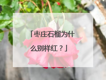 枣庄石榴为什么别样红？