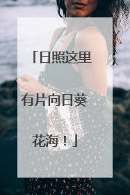 日照这里有片向日葵花海！