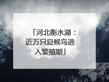 河北衡水湖：近万只夏候鸟进入繁殖期