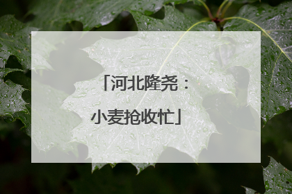 河北隆尧：小麦抢收忙