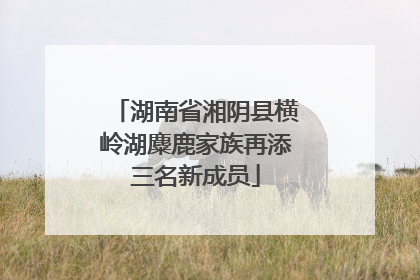 湖南省湘阴县横岭湖麋鹿家族再添三名新成员