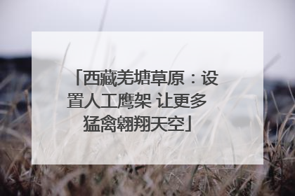 西藏羌塘草原：设置人工鹰架 让更多猛禽翱翔天空