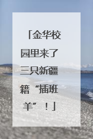 金华校园里来了三只新疆籍“插班羊”！