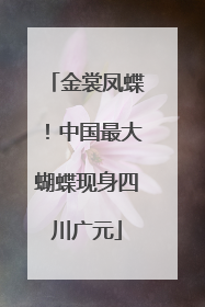 金裳凤蝶！中国最大蝴蝶现身四川广元