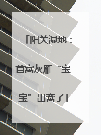 阳关湿地：首窝灰雁“宝宝”出窝了