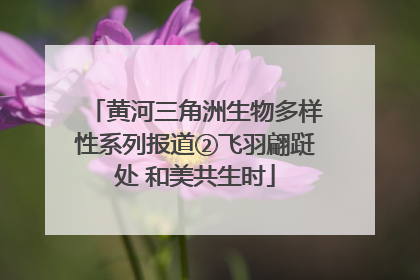 黄河三角洲生物多样性系列报道②飞羽翩跹处 和美共生时