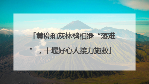 黄麂和灰林鸮相继“落难”，十堰好心人接力施救