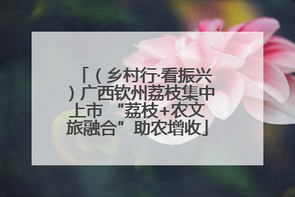 （乡村行·看振兴）广西钦州荔枝集中上市 “荔枝+农文旅融合”助农增收