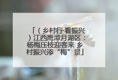（乡村行·看振兴）江西鹰潭月湖区：杨梅压枝迎客来 乡村振兴添“梅”景